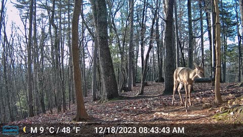 The Woods – 12/18/2023
