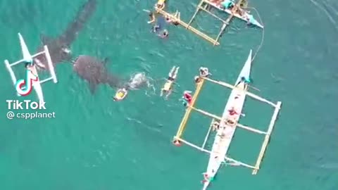 SWIMMING WITH THE WHALESHARK in Oslob, Cebu, Philippines