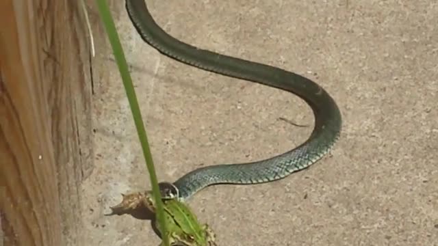 Adder snake eats frog **Not for the faint of heart**.