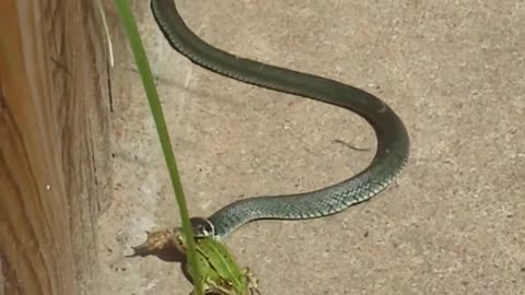 Adder snake eats frog **Not for the faint of heart**.