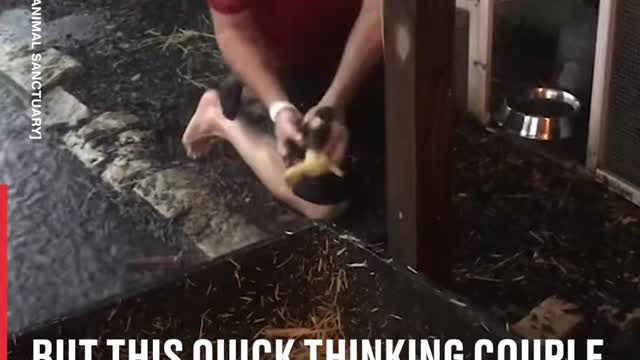 Couple Save Animals From A Tropical Storm new