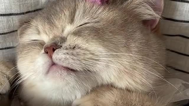 sleeping cat has beautiful dream