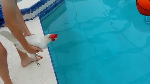 Floating chicken
