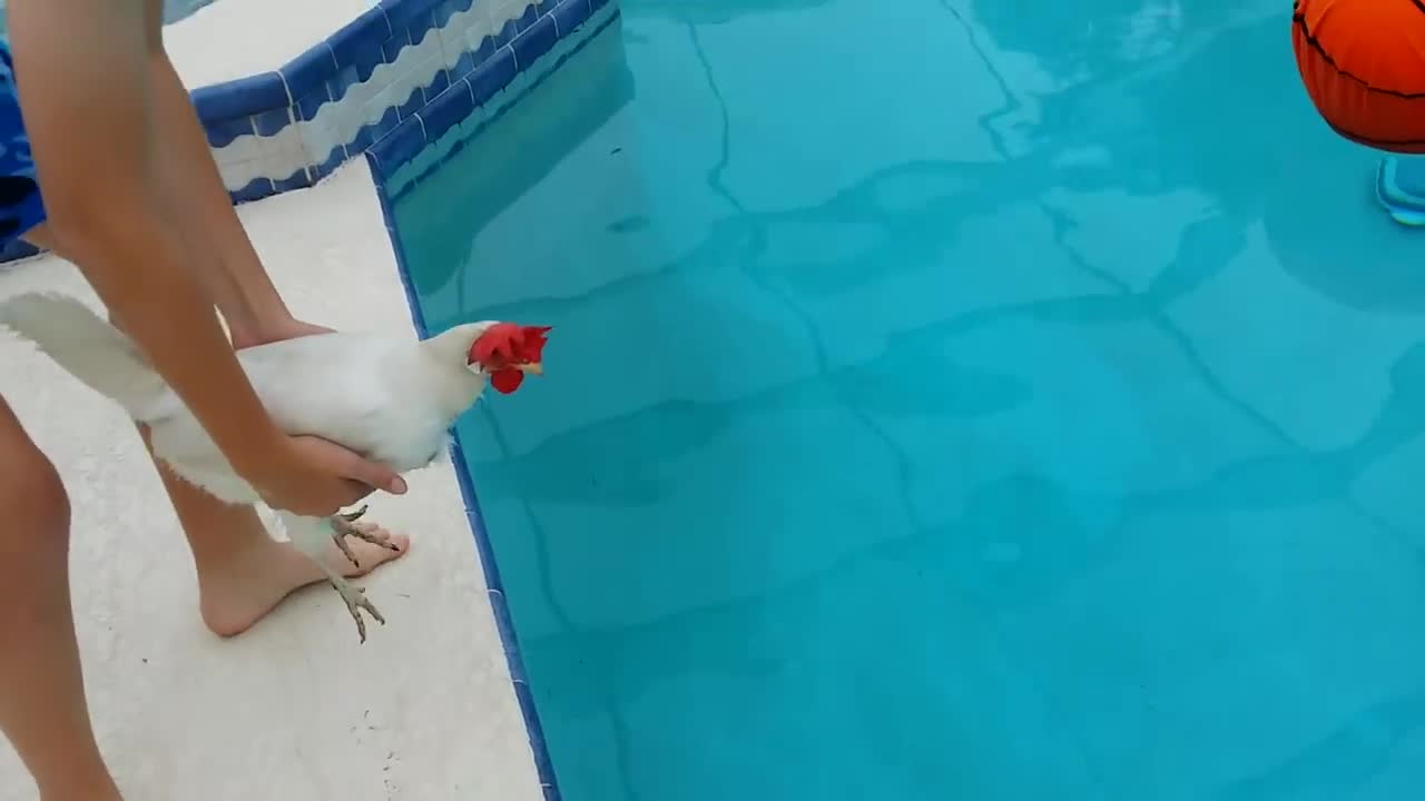 Floating chicken