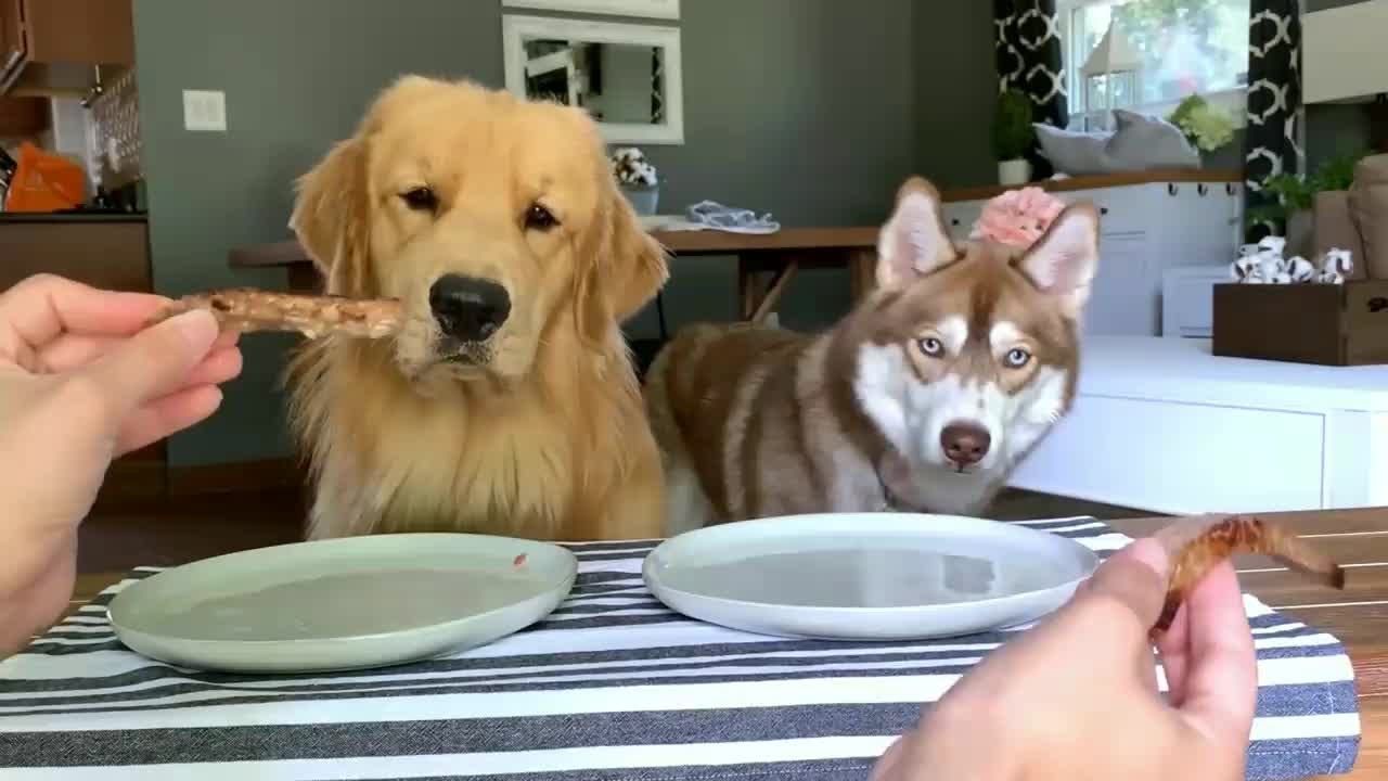 Dog Review food🐕🐕🍎🍎🥦🥦🍡