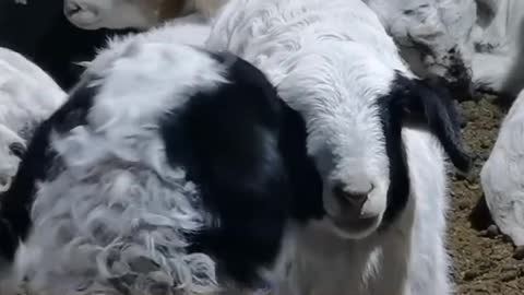 What is this sheep thinking, is it not on camera