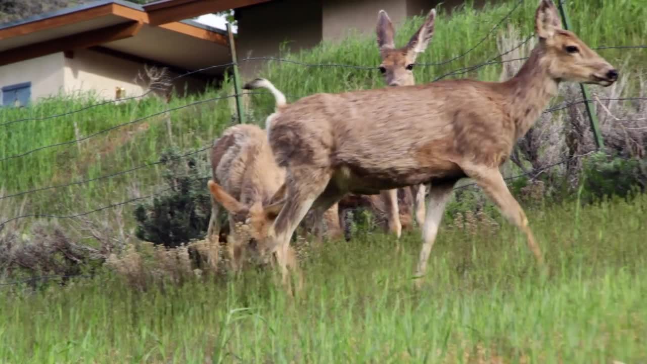 Herd of deer grazing panning shot