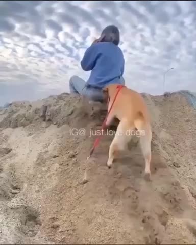 Naughty dog ​​is very smart