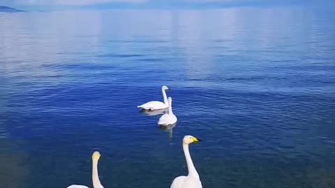 Four white swans always swim in the water