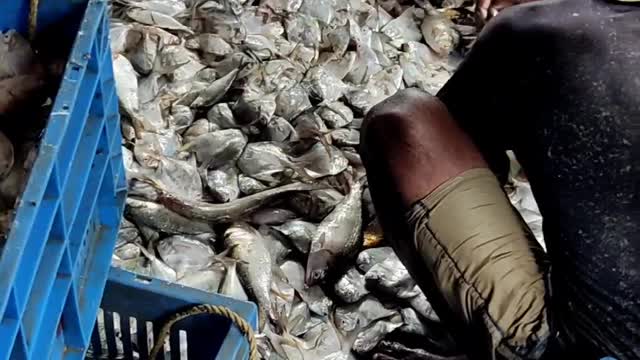 Busy Morning at fish Market Digha Mohana India