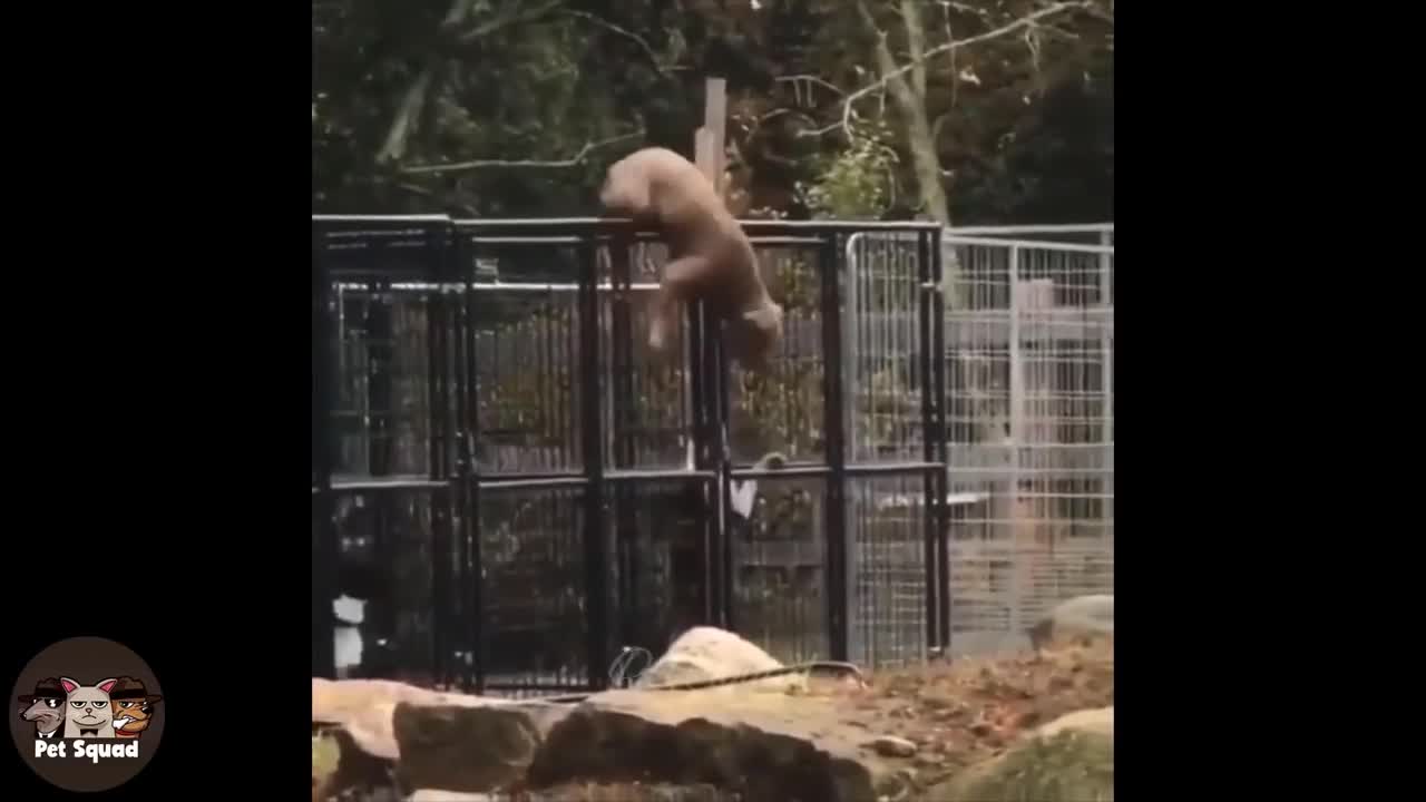random funny pets