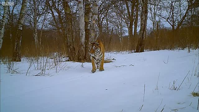 Siberian Tiger Kill | Operation Snow Tiger | BBC Earth