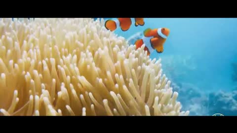 clown fish