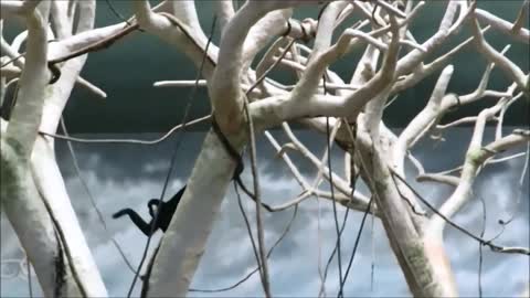 Gibbons are having fun # They understand each other