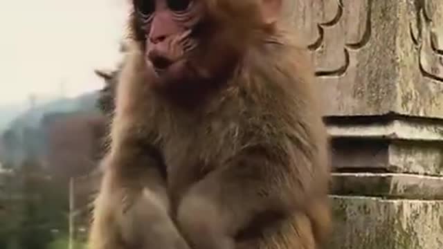 Vey funny video 🐒monkeys🙈🙈🙈