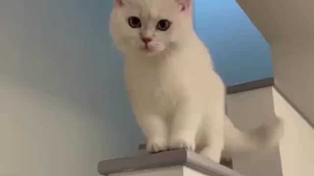 Funny pet cat