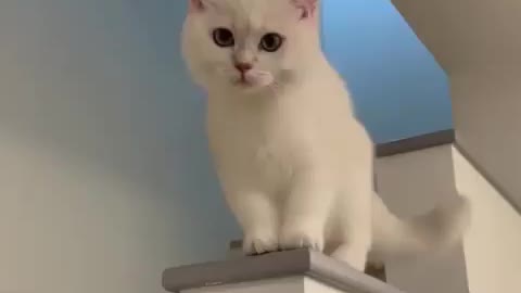 Funny pet cat