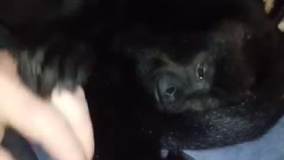 Howler Monkey Demands Cuddles