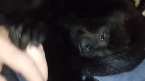 Howler Monkey Demands Cuddles