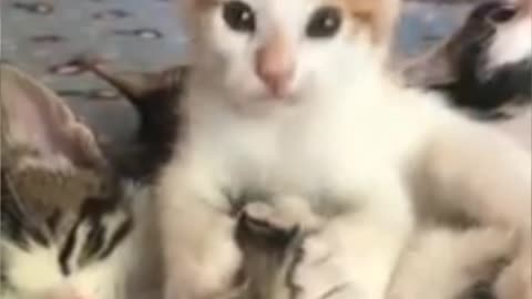 Cute cat 😊😸😸😸