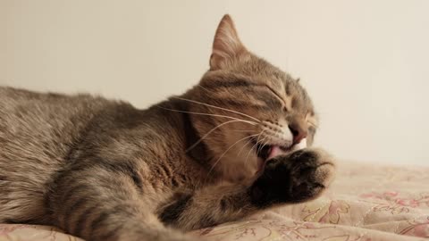funny cat videos