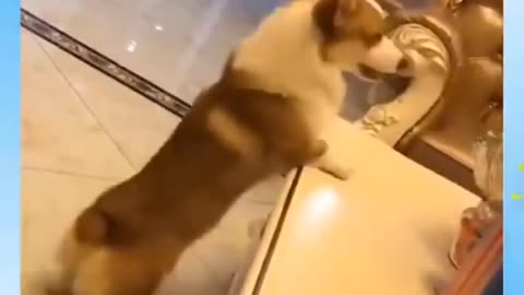 Funny dog