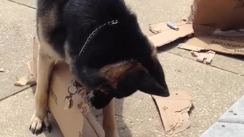 German shepherd rips up cardbox box near trash