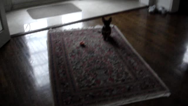 Puppy playing with an orange peel.