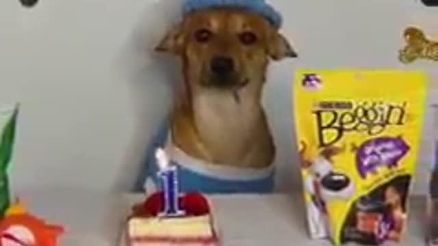 dog birthday