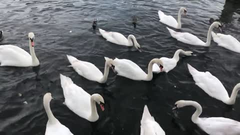Video of Swans Swimming in the Water_ soothing