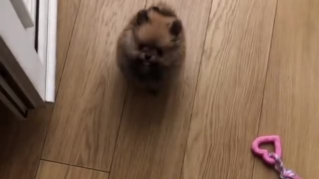 Puppies trying to jump over