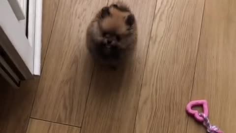 Puppies trying to jump over