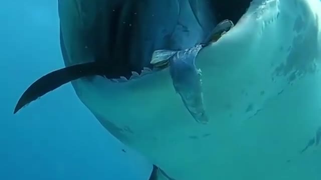 you sharks 🐟🐬🐋🐳