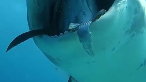 you sharks 🐟🐬🐋🐳