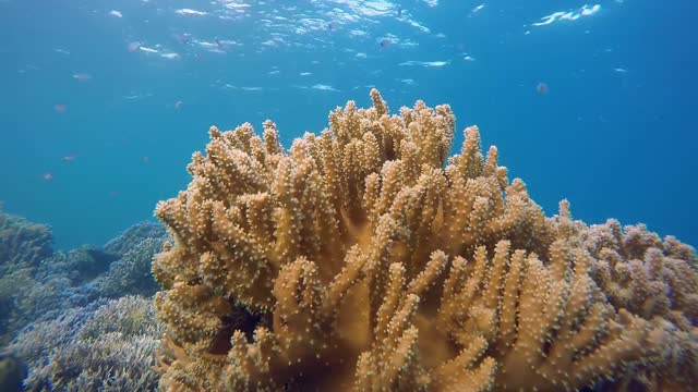 How beautiful these coral reefs are