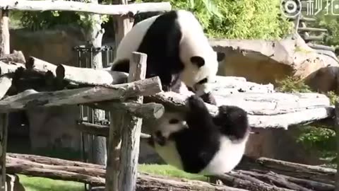 Naughty Panda and play.