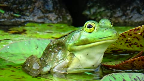 Bullfrog