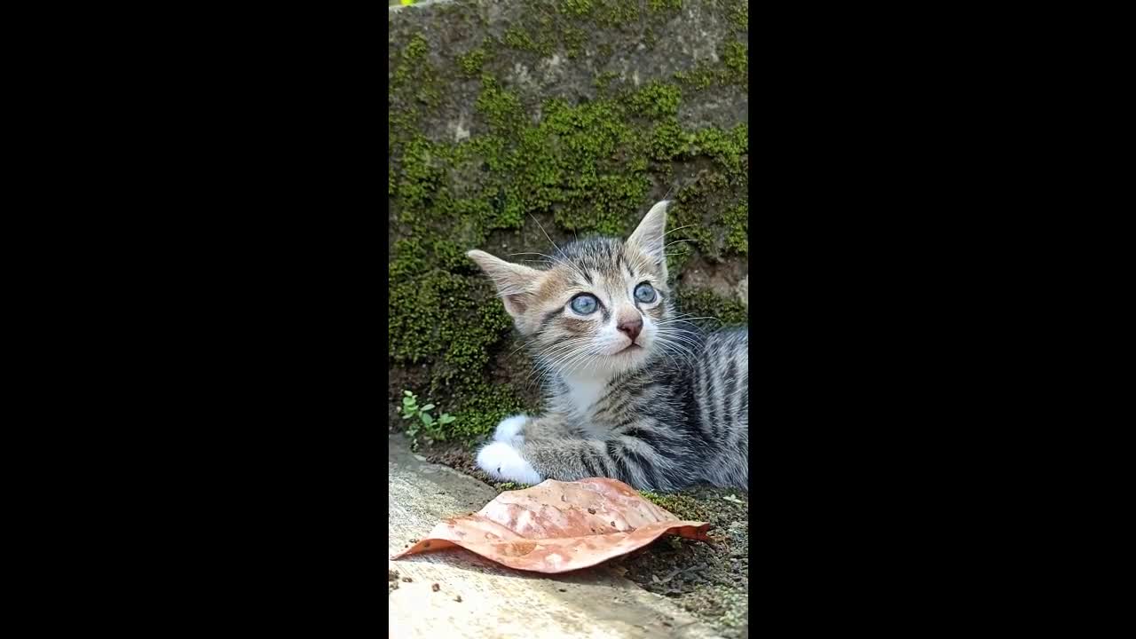 Anak Kucing Lucu Menggemaskan Santai di Luar Rumah Adorable Cute Kitten Relaxing Outdoors