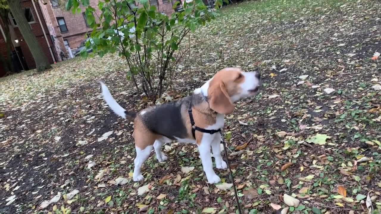 Top 10 reasons to get a beagle