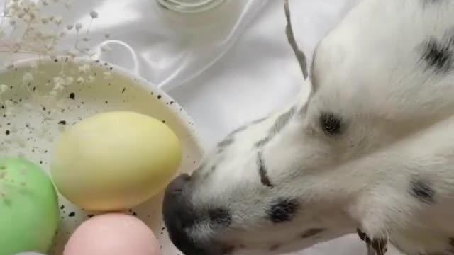 my dog playing the ball