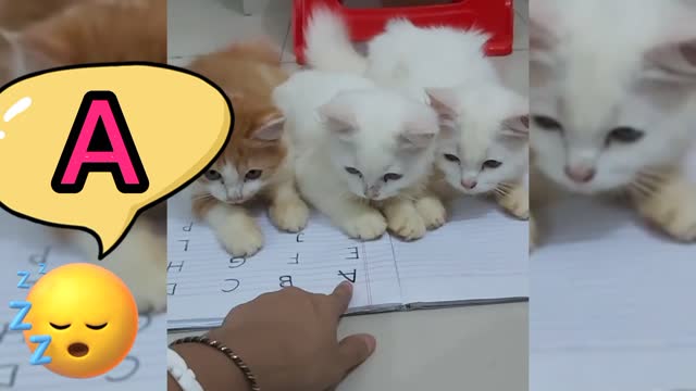 Cats reading ABCD but teacher become annoyed by their conduct.