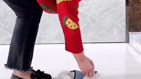 Cute Puppy TikTok 1080 HD #Shorts