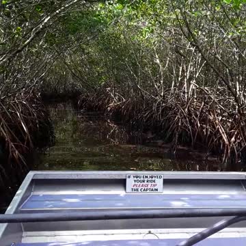 Air Boat ride through the Florida Everglades and Mangrove plants.