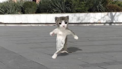 Dancing cats