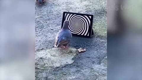 Funny animal