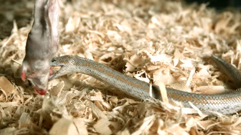 Snake injecting venom on a rat