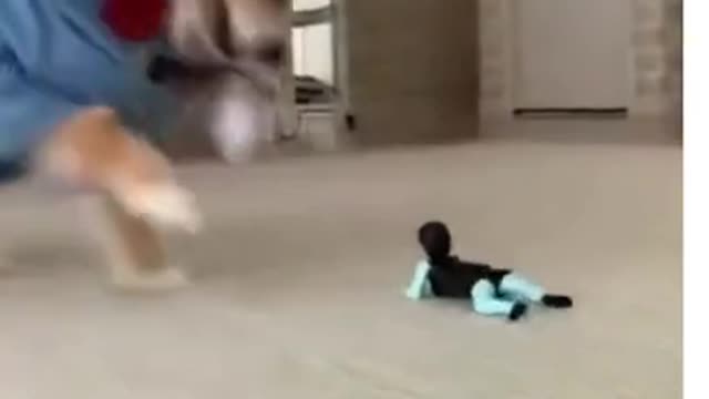 Cute little puppy is so funny playing with the toy