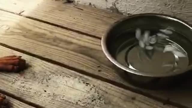 Brown dog does not want to drink water from bowl with ice in it