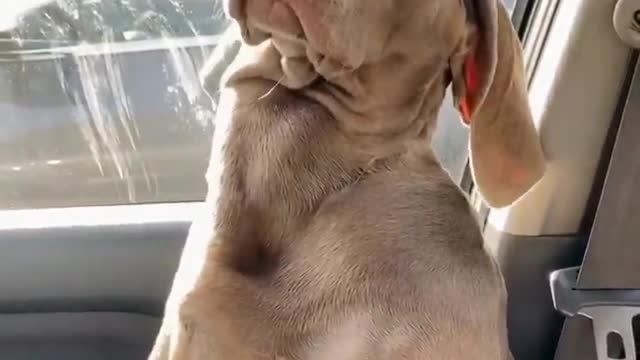 Watch this dog tells his owner Hey! I wanna sleep! 😂