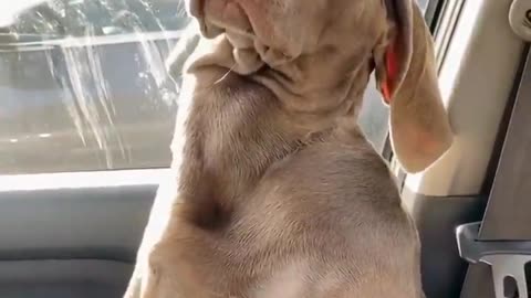 Watch this dog tells his owner Hey! I wanna sleep! 😂